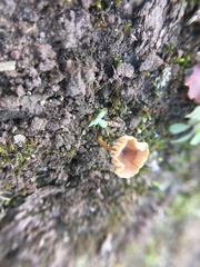 Fungi