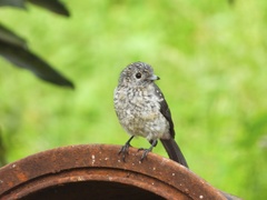 Melaenornis fischeri