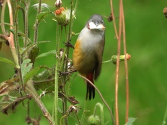 Coccopygia quartinia