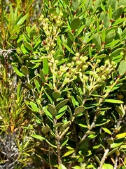 Gaultheria crassa