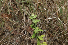 Pterocaulon redolens