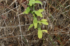 Pterocaulon redolens