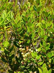 Gaultheria crassa