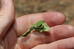 Pterocaulon redolens