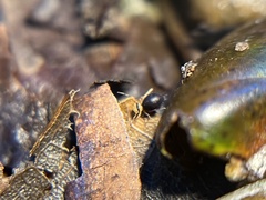 Ptenothrix