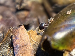 Ptenothrix