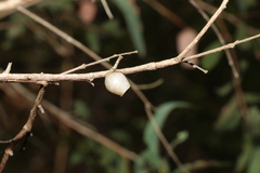 Doratifera vulnerans