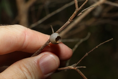 Doratifera vulnerans