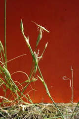 Dianthus leptopetalus