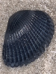 Noetia ponderosa