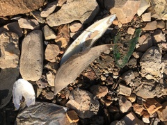 Lanceolaria lanceolata