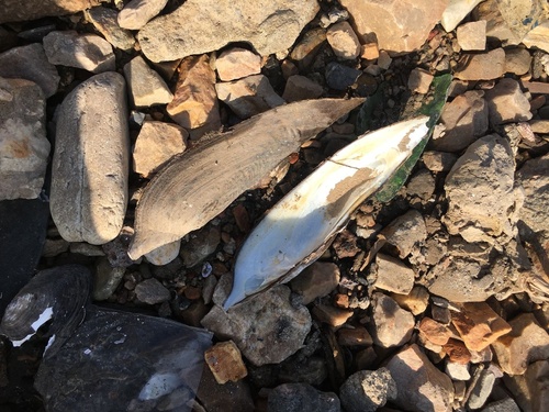 Lanceolaria lanceolata · iNaturalist