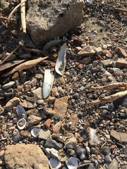 Lanceolaria lanceolata