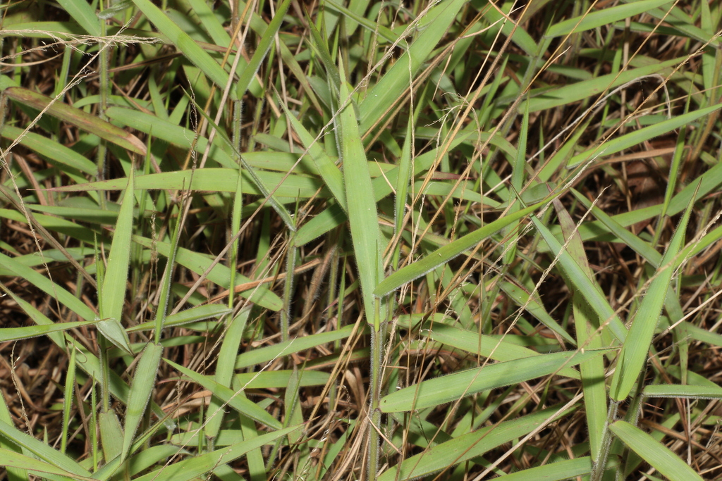 What Does Molasses Do For Your Lawn at Betty Walden blog