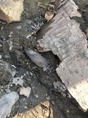 Lanceolaria lanceolata