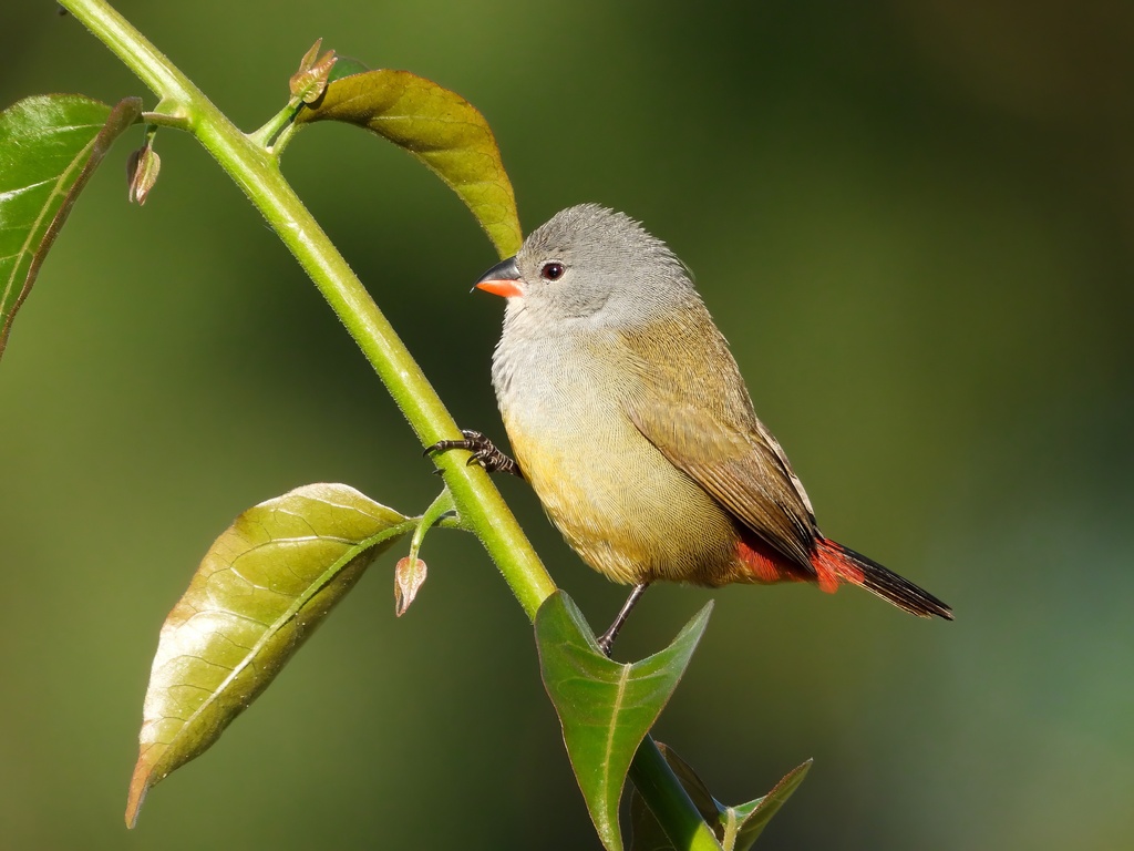 Yellow-Bellied Waxbill