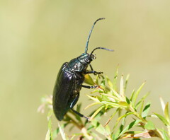 Phaolus metallicus