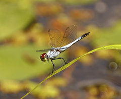 Brachydiplax denticauda
