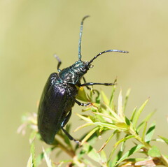 Phaolus metallicus