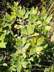 Olearia avicenniifolia