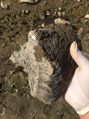 Lepidodesma languilati