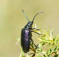 Phaolus metallicus