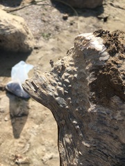 Lepidodesma languilati