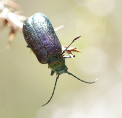 Phaolus metallicus