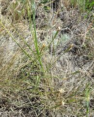 Dianthus leptopetalus