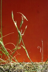 Dianthus leptopetalus