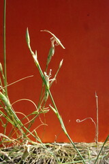 Dianthus leptopetalus