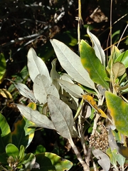 Olearia avicenniifolia
