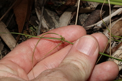 Cyperus gracilis