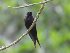 Psalidoprocne pristoptera