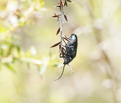 Phaolus metallicus