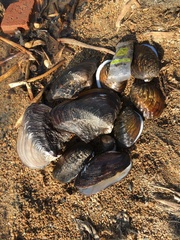 Lepidodesma languilati