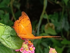 Vindula dejone