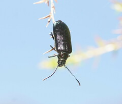 Phaolus metallicus