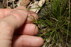 Cyperus gracilis