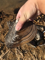 Lepidodesma languilati