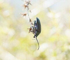 Phaolus metallicus