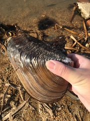 Lepidodesma languilati