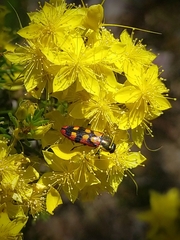 Castiarina pallidiventris