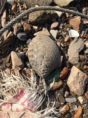 Aculamprotula fibrosa
