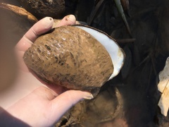 Aculamprotula fibrosa
