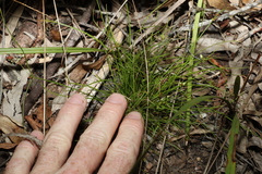 Cyperus gracilis