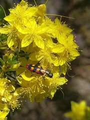 Castiarina pallidiventris