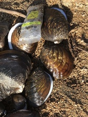 Aculamprotula fibrosa