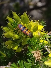 Castiarina pallidiventris