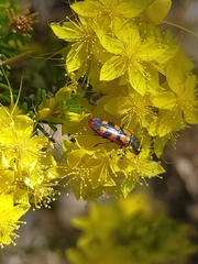 Castiarina pallidiventris